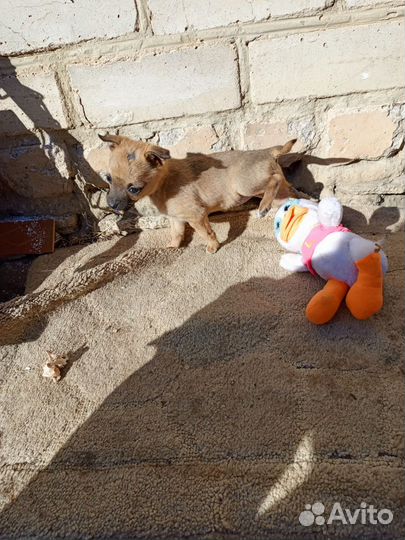 Щенок в добрые руки