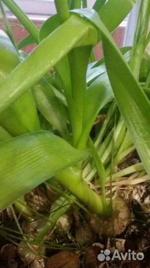 Индийский лук