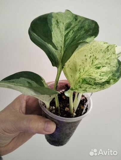 Эпипремнум Хэппи Лив