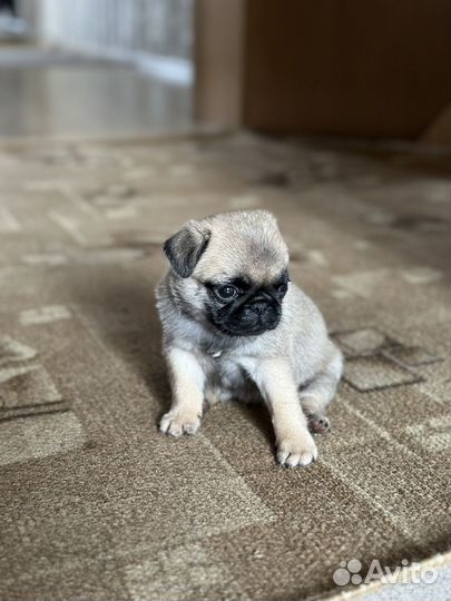 Щенки мопса девочка