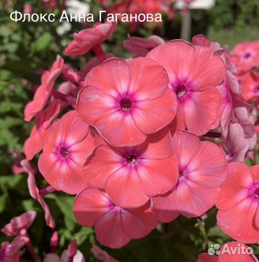 Флоксы сортовые