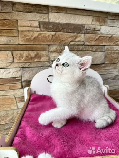 Зеленоглазый мальчик