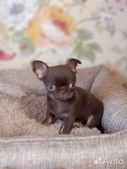 Щенки чихуахуа мини мальчик