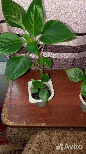 Бальзамин ванька мокрый