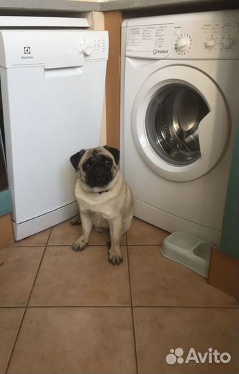 Передержка животных