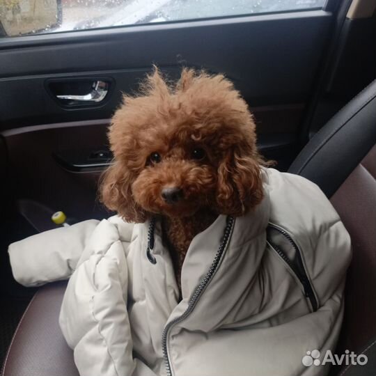 Той-пудель ред браун