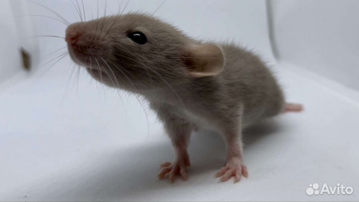 Крысы Крысята