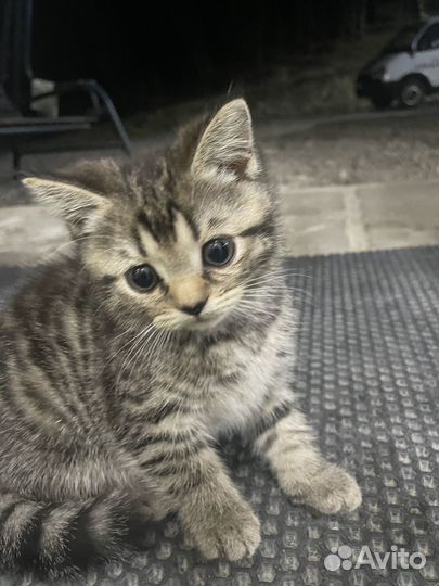 Котята бесплатно