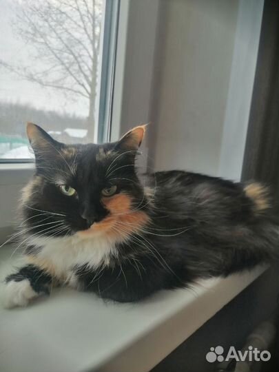 Кошка и кот