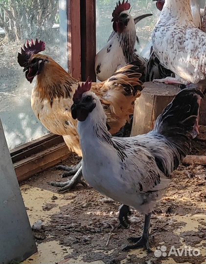 Петухи лакеданзи, гиперполезные