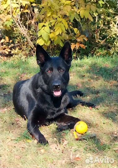 Щенки рабочего разведения, чёрного окраса