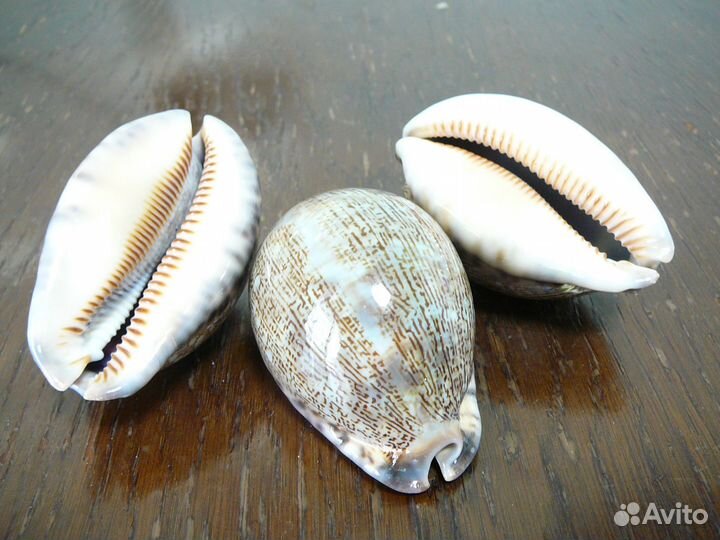 Морские раковины