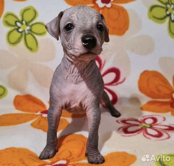 Щенки ксолоитцкуинтли