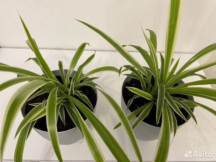 Хлорофитум