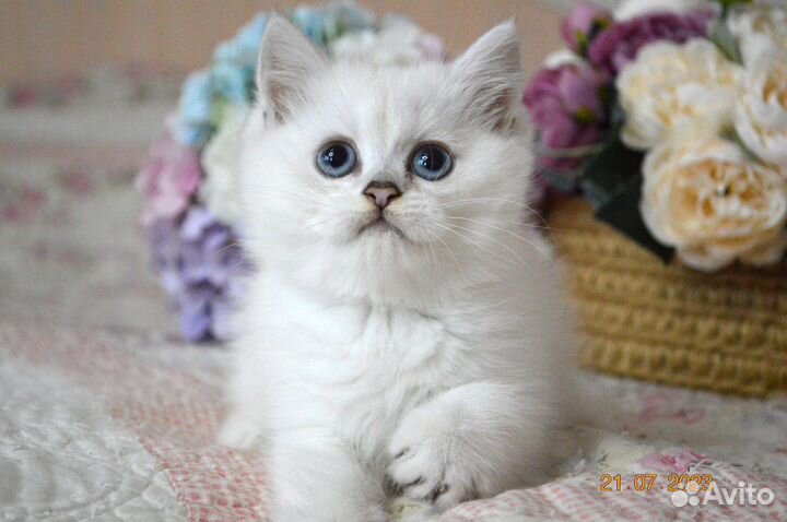 Британские котята