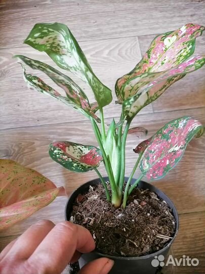 Аглаонема анимани триколор