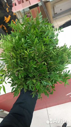 Фисташ фисташка зелень для цветочного магазина