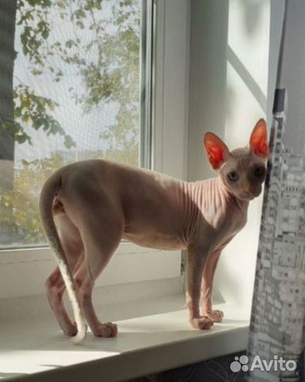 Канадский сфинкс котята