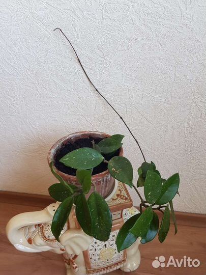 Хойя, эпифилум