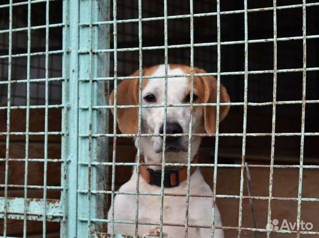 Собака гончая в дар