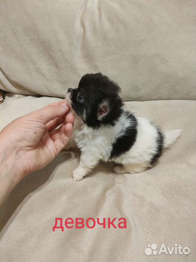 Чихуахуа девочка мини