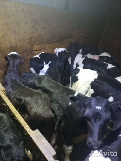 Бычки телята