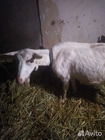 Зааненская коза