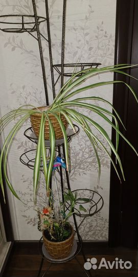 Комнатные растения цветы