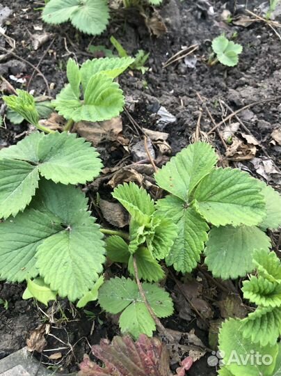 Клубника чамора туруси