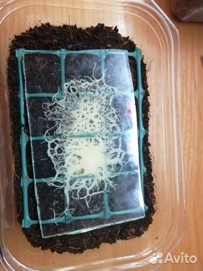 Гриндальский червь