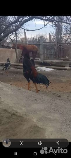 Бойцовые петухи
