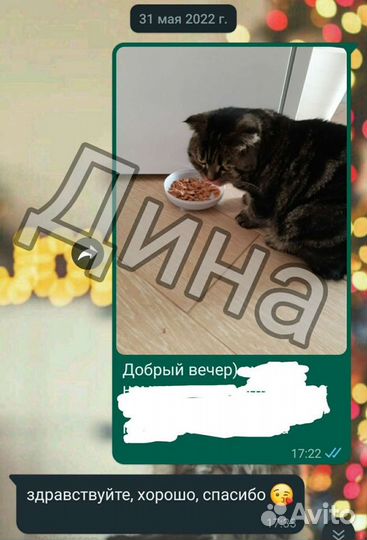 Присмотрю за питомцем