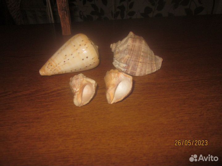 Отдам ракушки