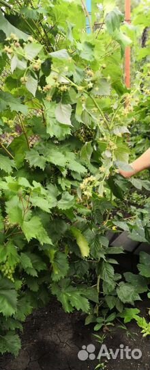 Ремонтантная малина