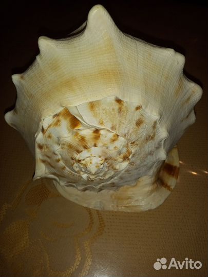 Раковина морская большая