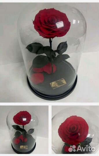 Роза в колбе