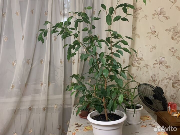 Фикус бенджамина