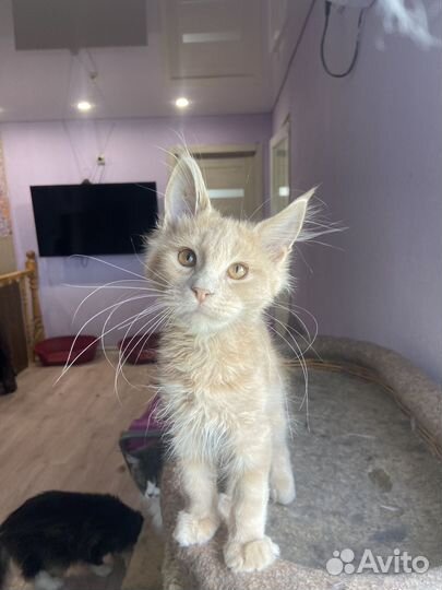 Котята