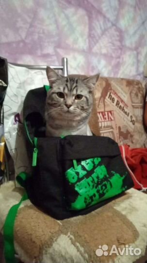 Кот британский в дар бесплатно