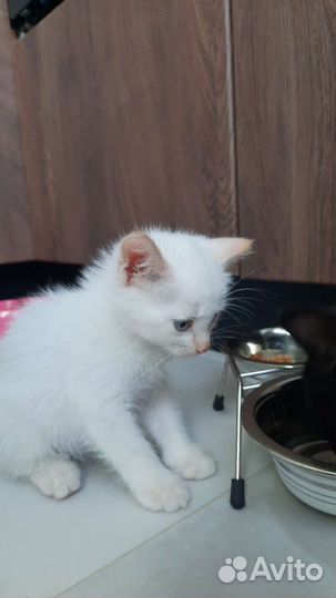 Котенок мальчик