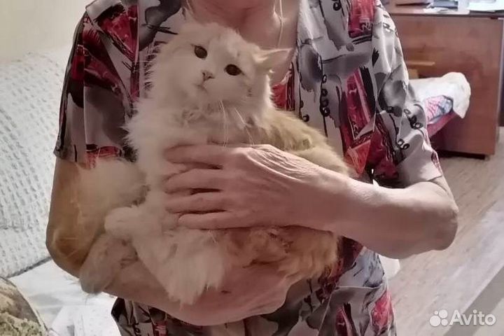 Молоденький котик