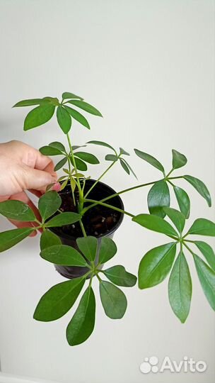 Шефлера Комнатные растения Цветы