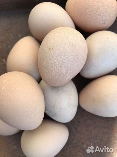 Домашние яйца гусиные, цицарки