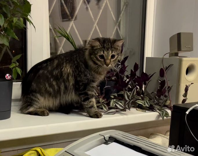Кошечка в добрые руки