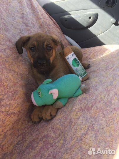 Щенок мальчик