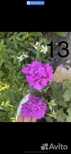 Продам плющелистную герань