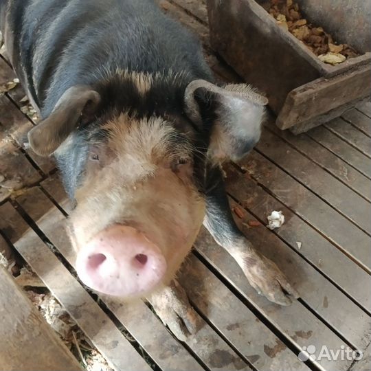 Хряк Беркшир