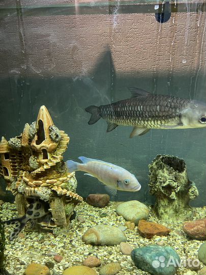 Продаю аквариумных рыбок