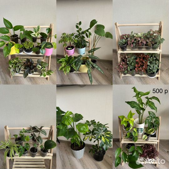 Комнатные растения цветы