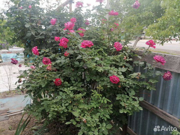 Розы на срез